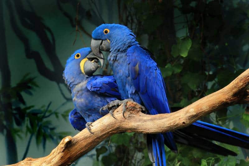 pair of blue hyacinth macaws perched on branch touching beaks