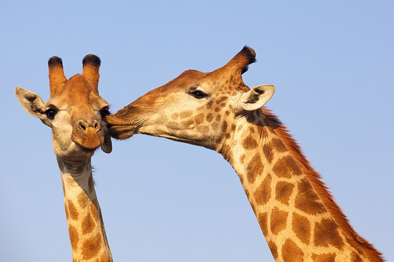 pair of giraffe kissing