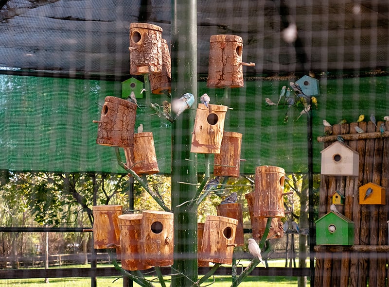 parakeet birds in a cage with birdhouses