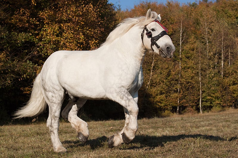 Percheron stallion running
