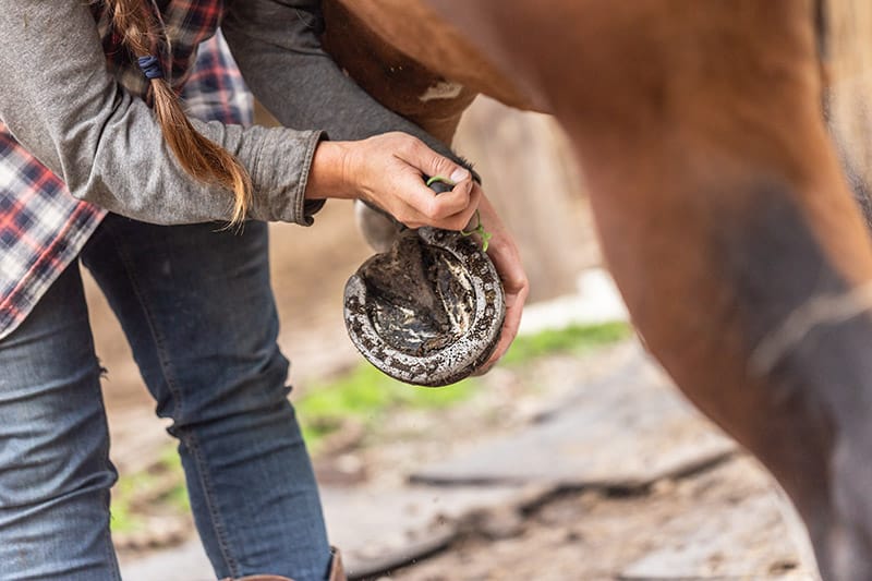 person cleaning the horses hoof