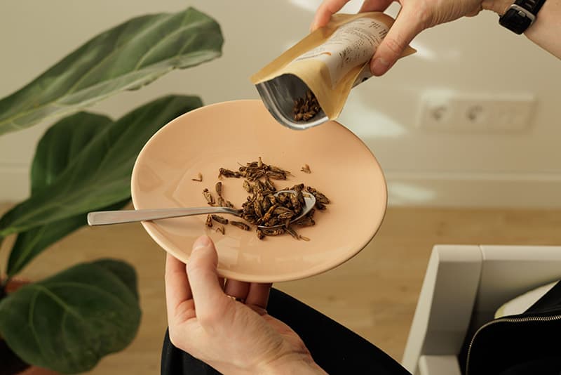 person pouring ready to eat insects on a plate