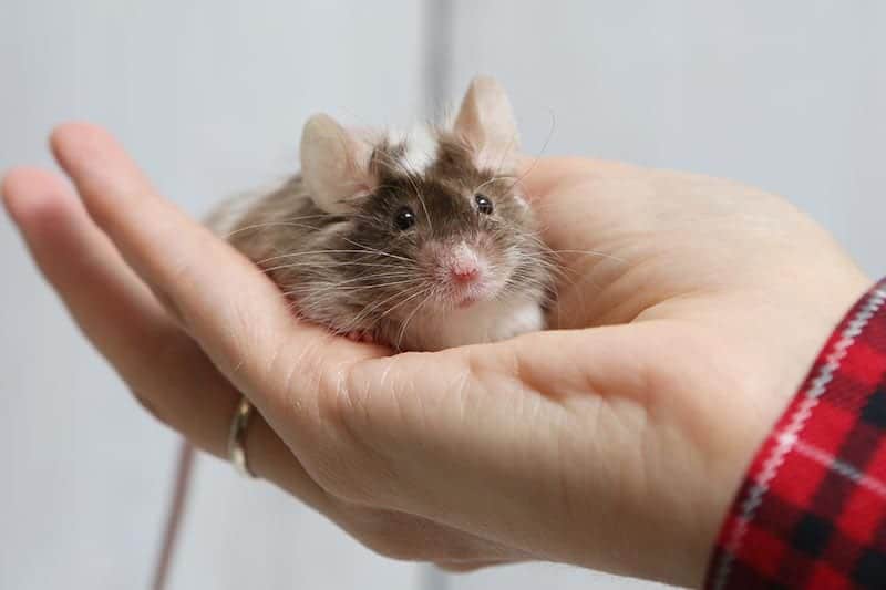 pet mice on human hand