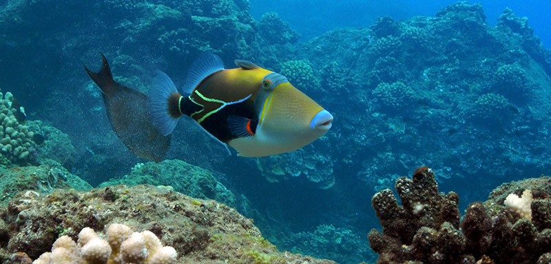 Picasso Triggerfish