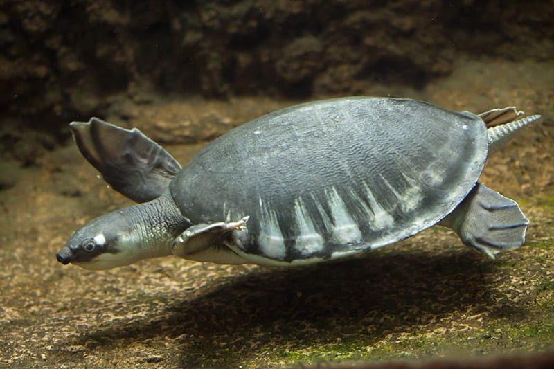 Pig-nosed turtle swimming in the tank
