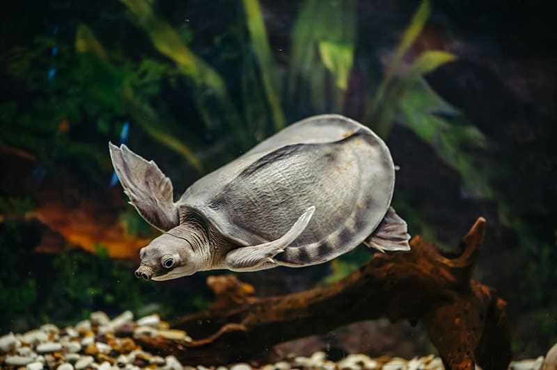 pig-nosed turtle swimming in the tank