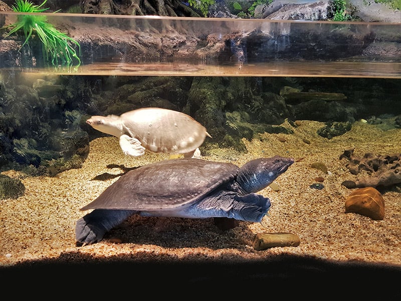 pig-nosed turtle in the tank