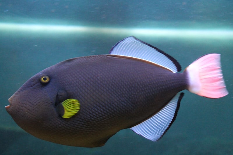 Pink-tailed brown triggerfish
