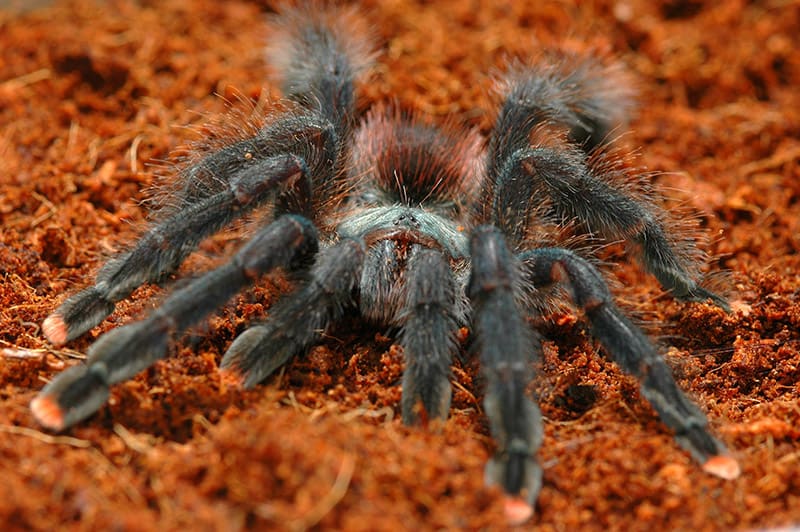 Pinktoe tarantula up close