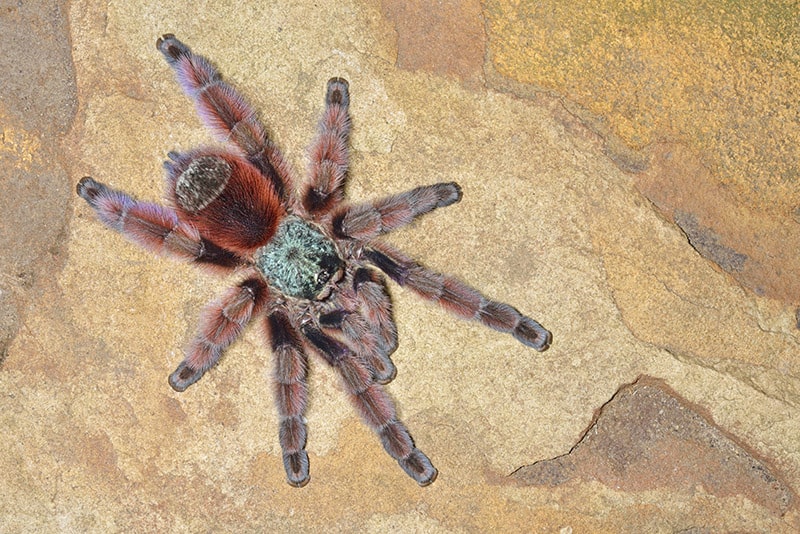 pinktoe tarantula