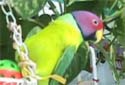 Click for more info on Plum-headed Parakeet