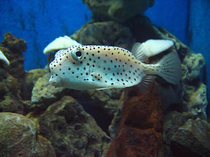 Polka Dot Boxfish