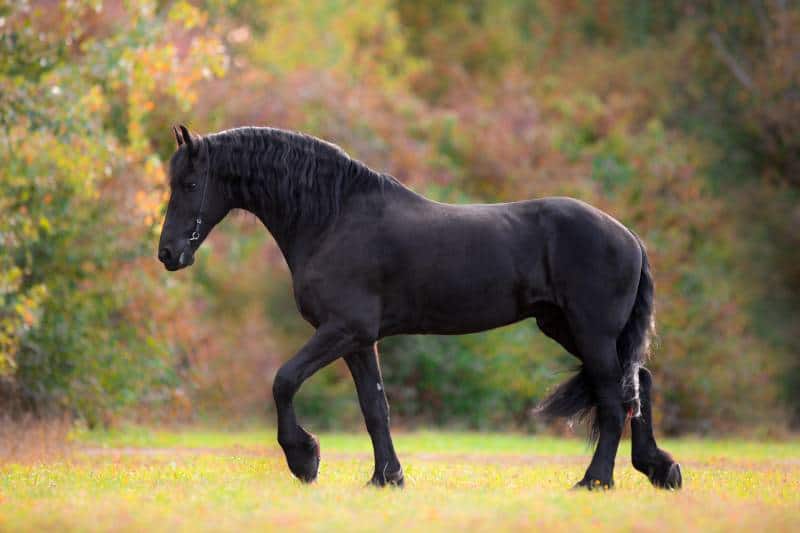 portrait of a black Friesian horse walking in autumn field