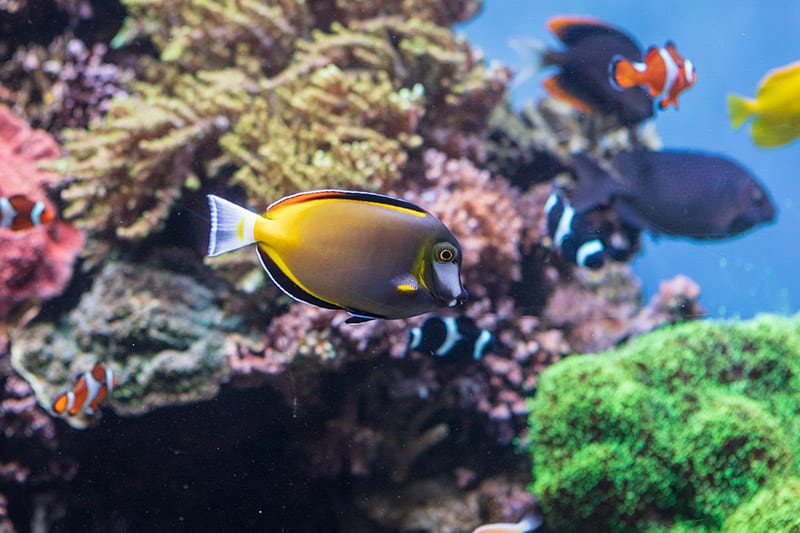 Powder Brown Tang or gold-rimmed tang underwater