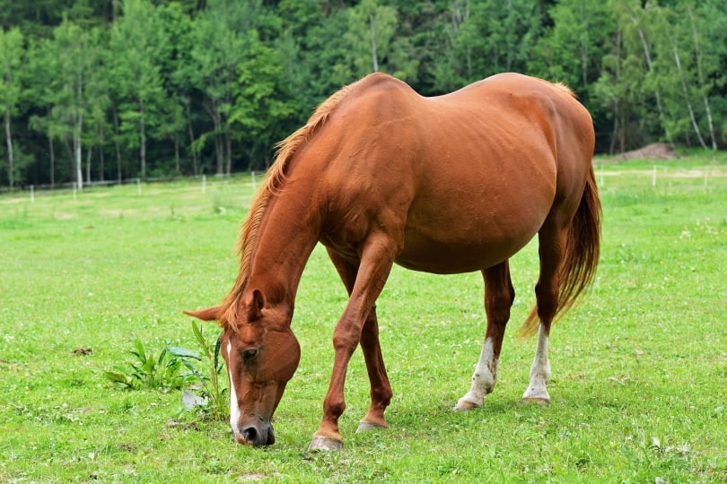pregnant horse