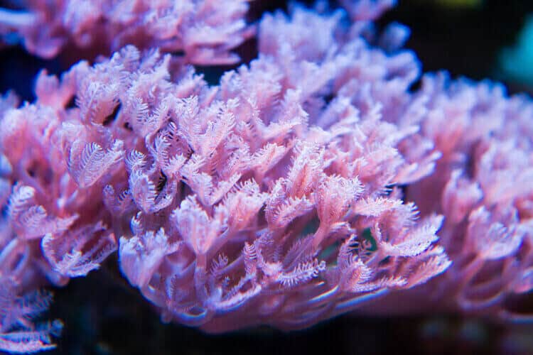 pulse-coral