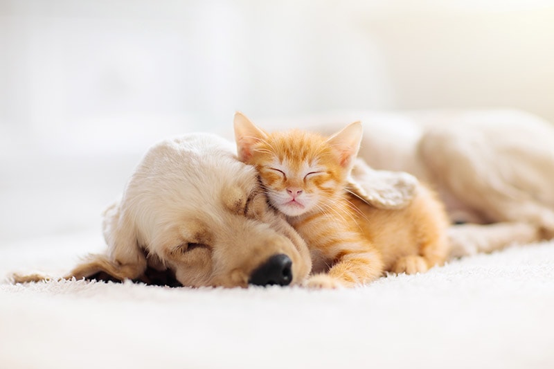 puppy and kitten sleeping together