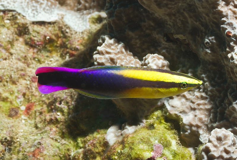 purple and yellow cleaner wrasse