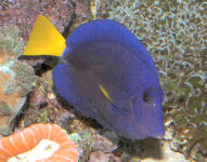 Picture of a Purple Tang or Yellowtail Sailfin Tang - Zebrasoma xanthurum