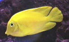 Picture of a Chocolate Tang or Mimic Tang, Acanthurus pyroferus