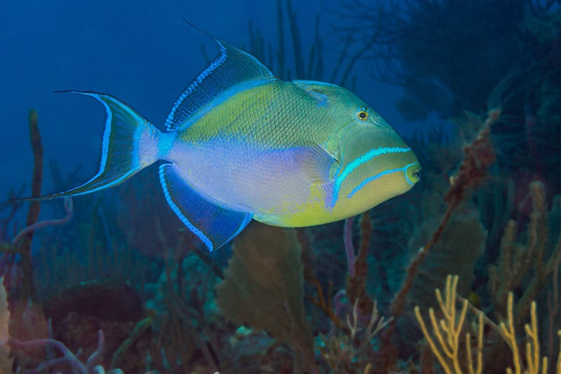 Queen triggerfish swimming over coral reef