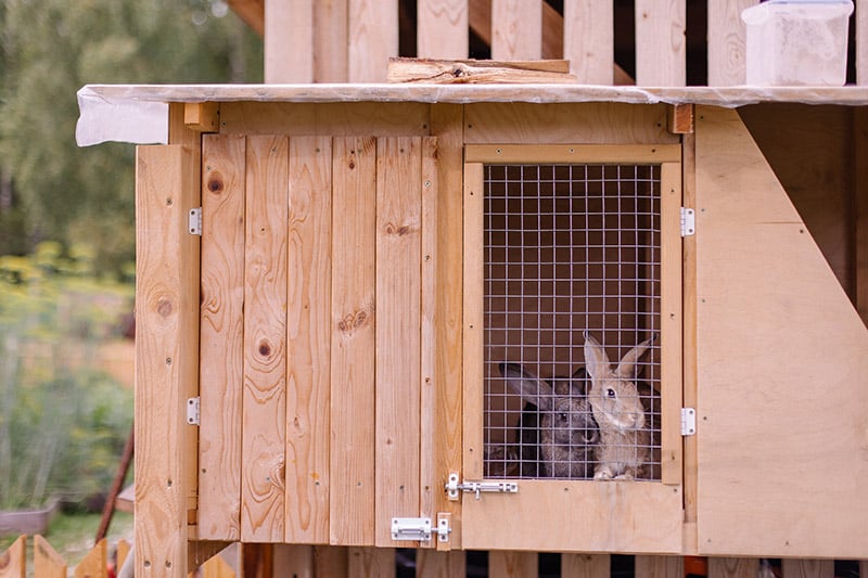 rabbits inside the hutch