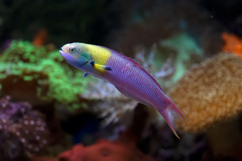 rainbow wrasse fish