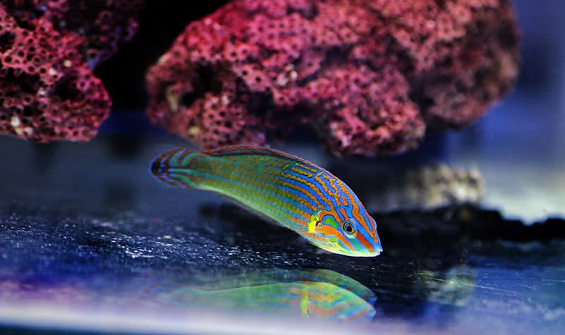 Rainbow wrasse fish