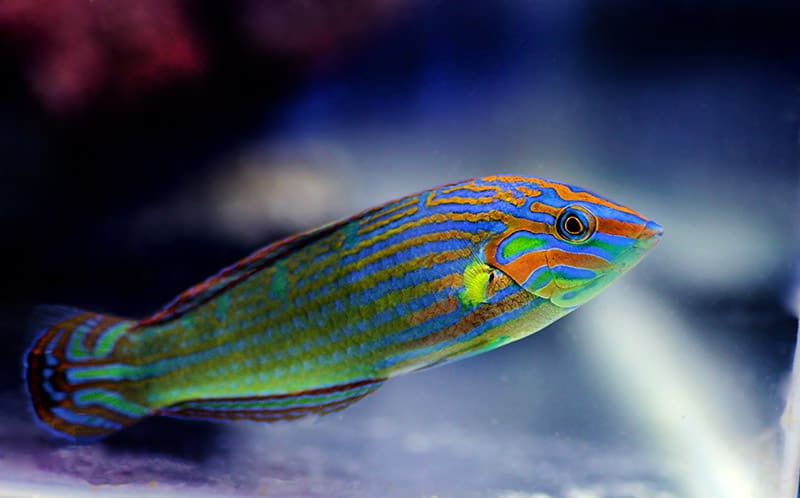 Rainbow wrasse in the tank