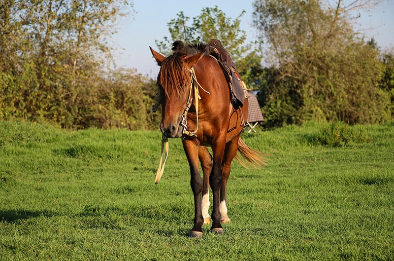 red caspian horse