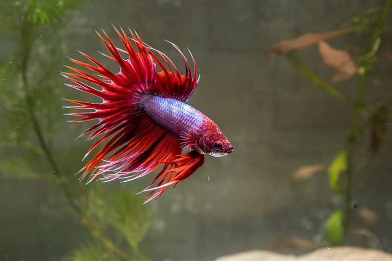 red crown-tailed betta fish