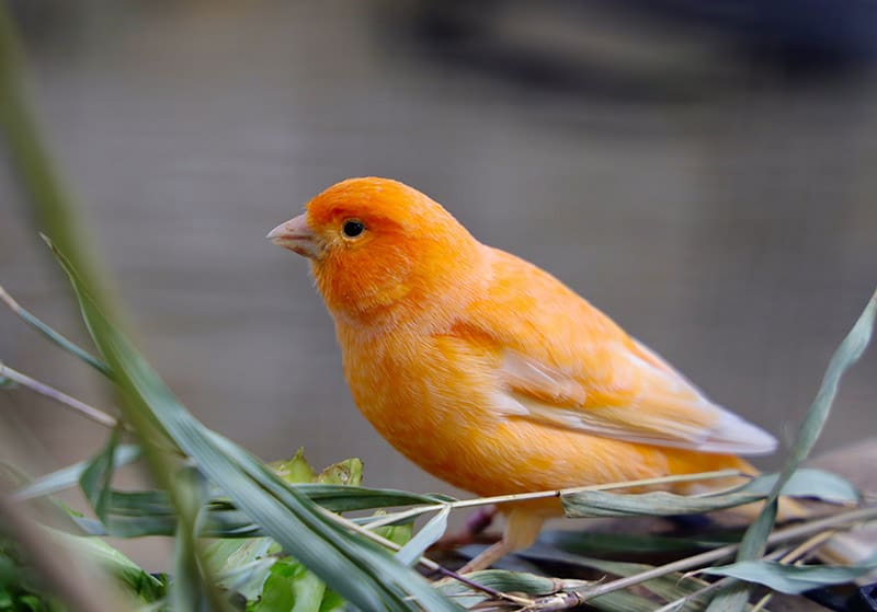 red factor canary bird