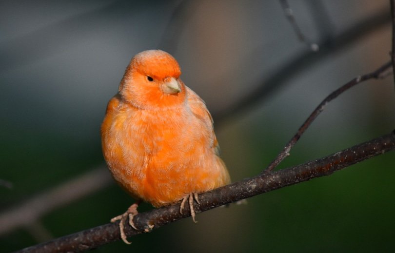 red factor canary perching