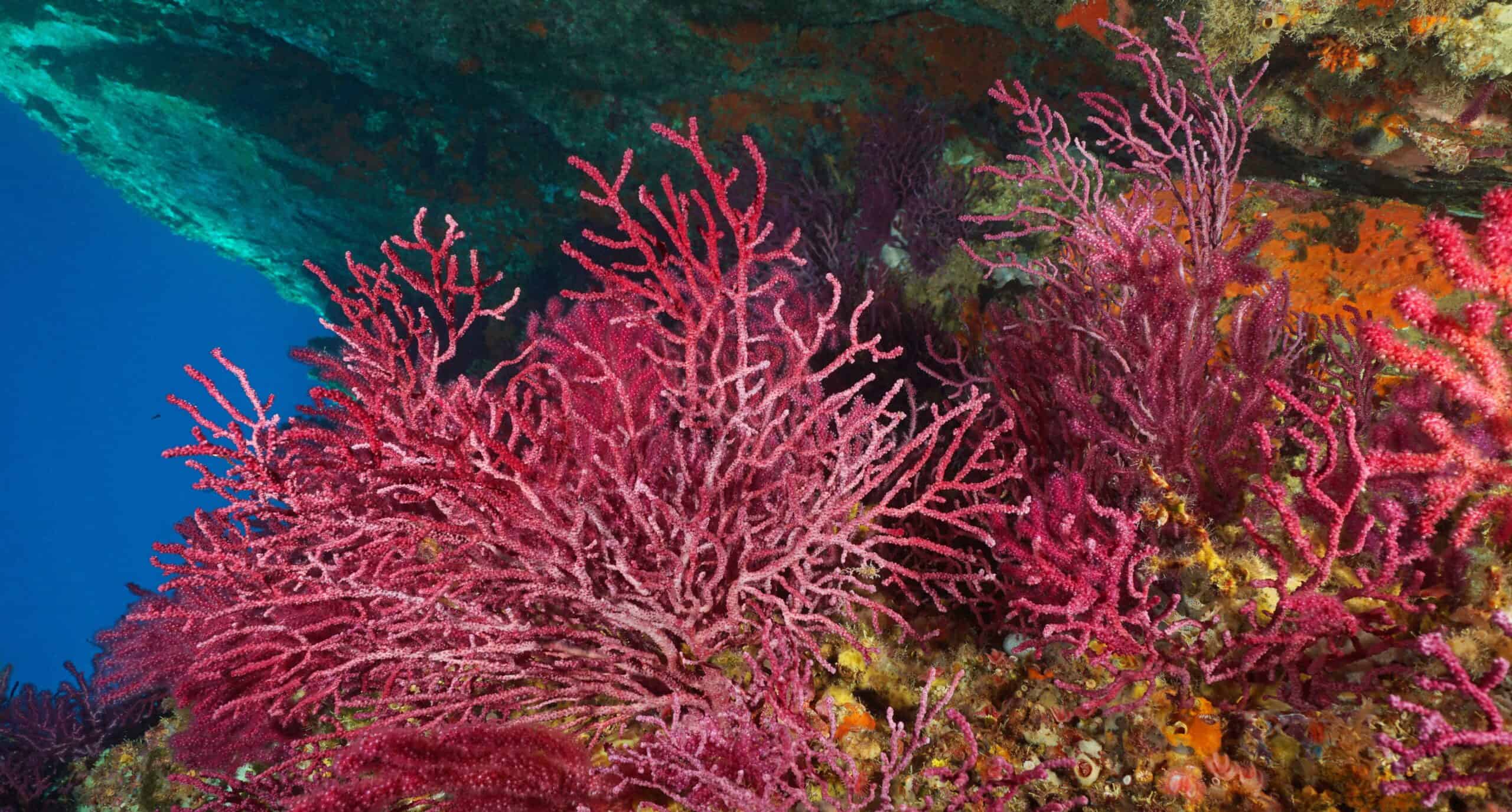 Red Gorgonian Soft Coral