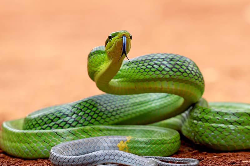 red-tailed green snake