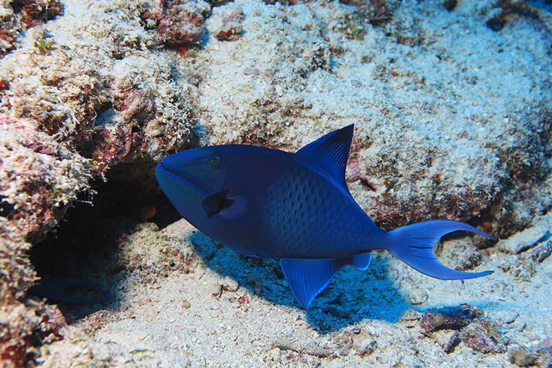 Red-toothed or blue triggerfish