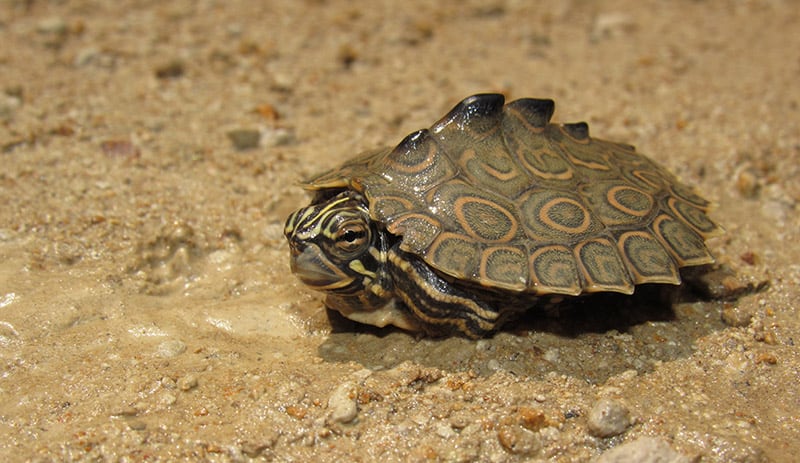 Ringed map turtle