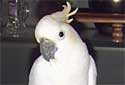 Click for more info on Lessor Sulphur-crested Cockatoo