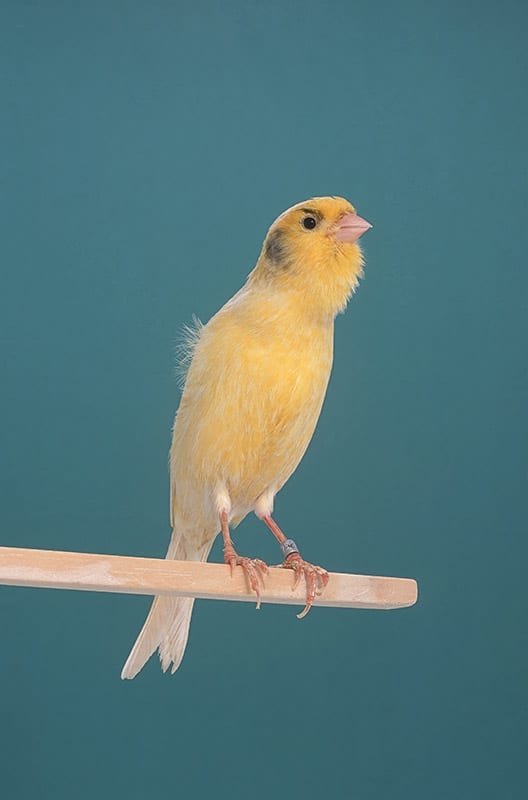 Roller Canary singing