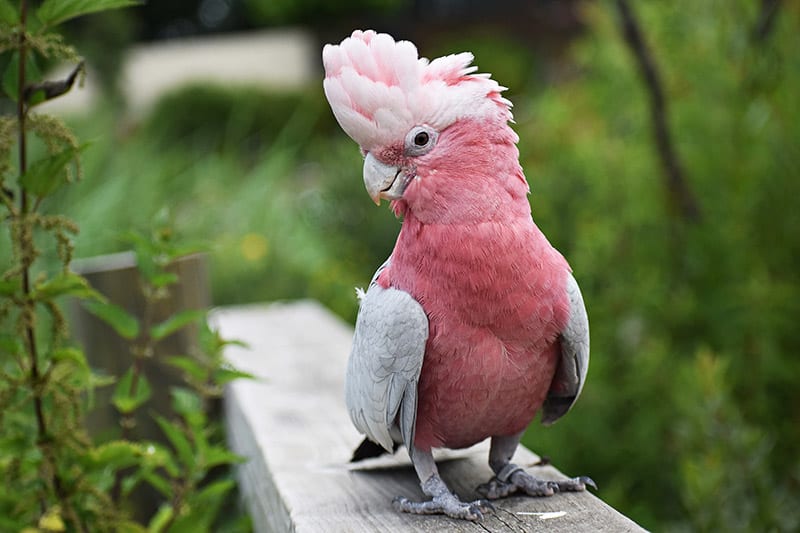 rose-breasted cockatoo bird