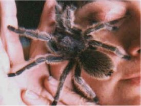 Picture of a Rose-haired Tarantula or Chilean Rose-haired Tarantula