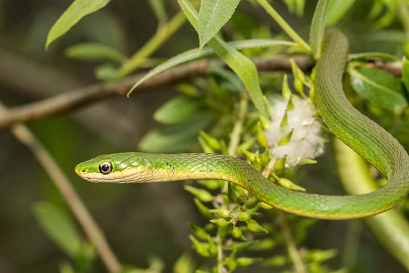 Rough Green Snake on a plant