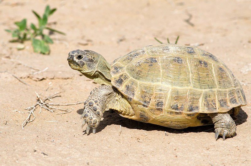 Russian tortoise on the ground