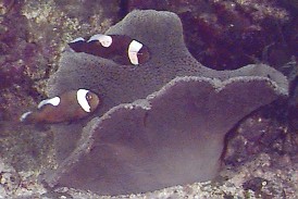 Saddle Clownfish Amphiprion polymnus with Saddle Anemone Stichodactyla haddoni