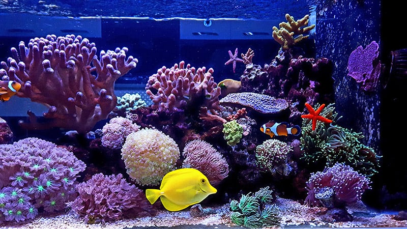 saltwater coral reef aquarium