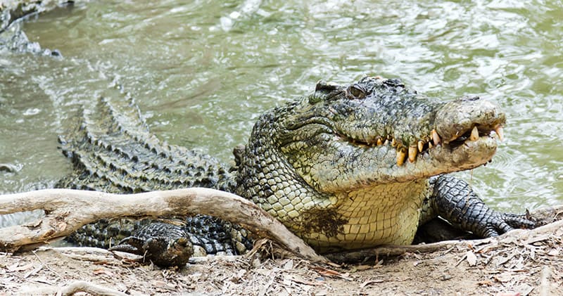 saltwater crocodile emerges from water