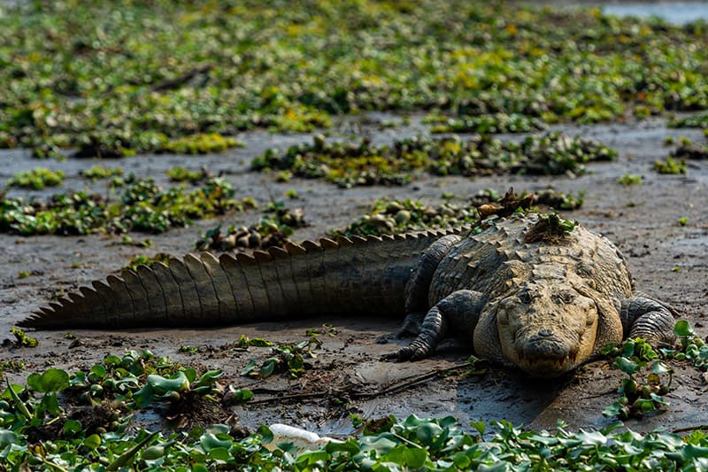A saltwater crocodile in a swamp