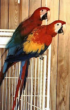 "Toga" is a 4 year old Scarlet Macaw