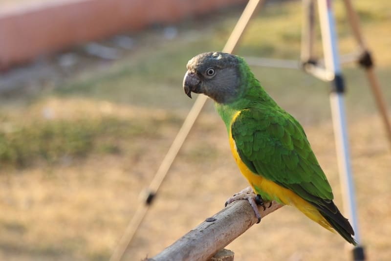 senegal-parrot sitting on branch