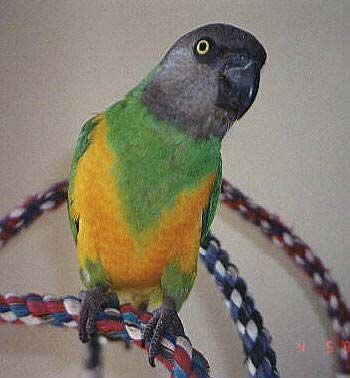 Senegal Parrot Picture, Poicephalus senegalus, also known as Yellow-vented Parrot